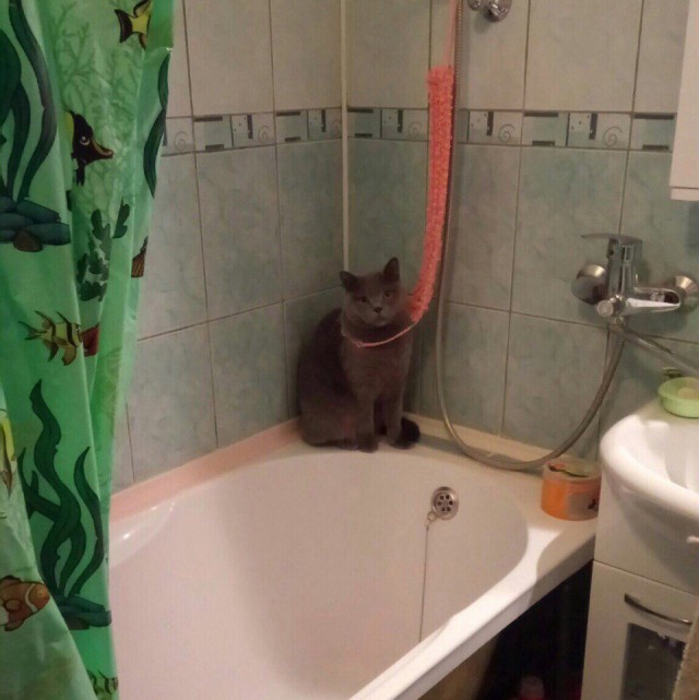 Котам начхать на вашу приватность