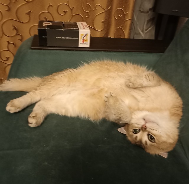 Котовторник вроде.
