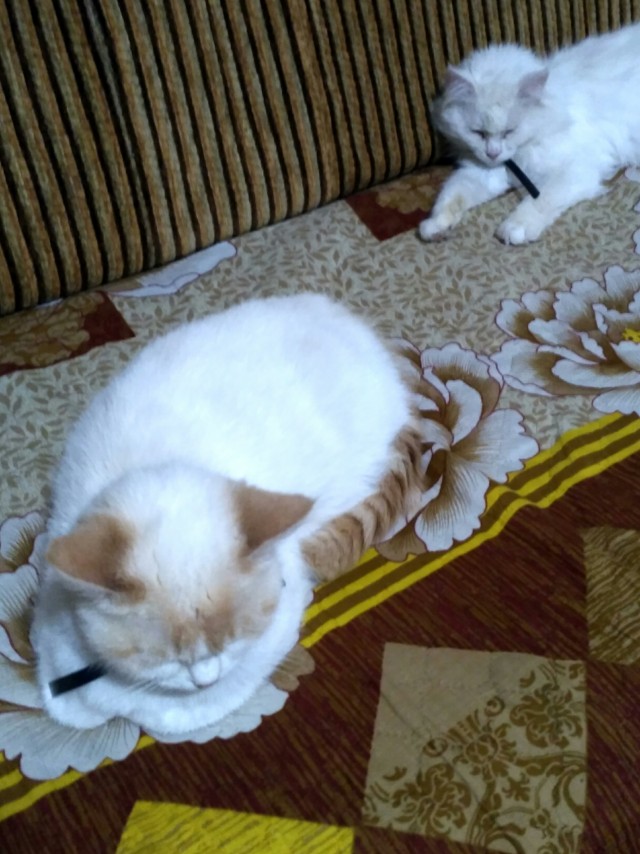 Котовторник ведь начался!