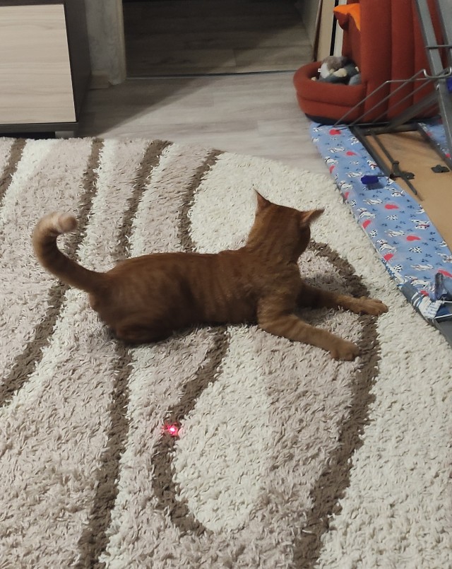 Котовторник! Пара фоток суровых котов.