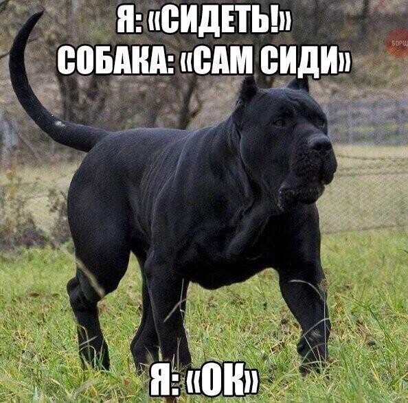 50 оттенков серого. Vol 16. Или самосвал баянов