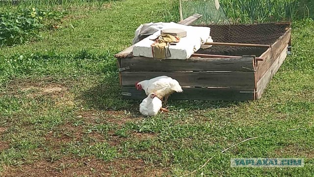 А вы разводите на дачном участке курей?