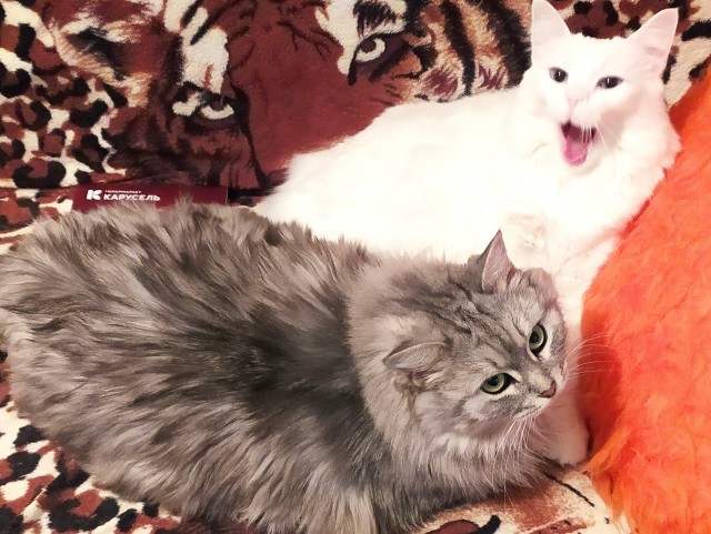 Алиса к котовторнику!