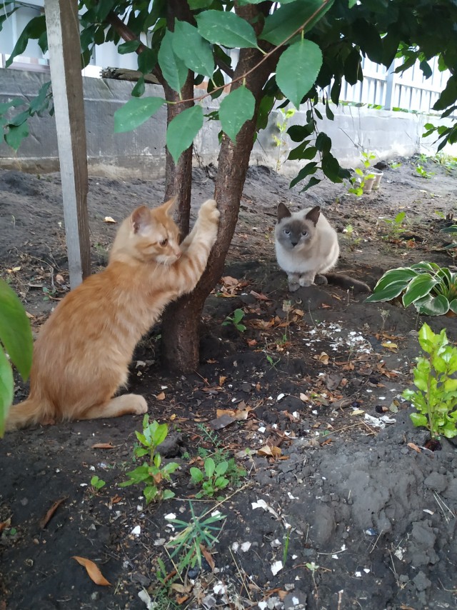 Шерстяной котовторник. Октябрь 2022