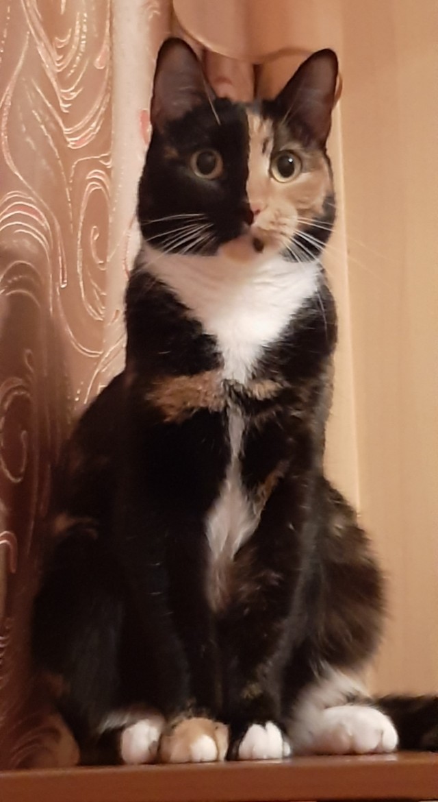 Котовторник прошел, а я не успел