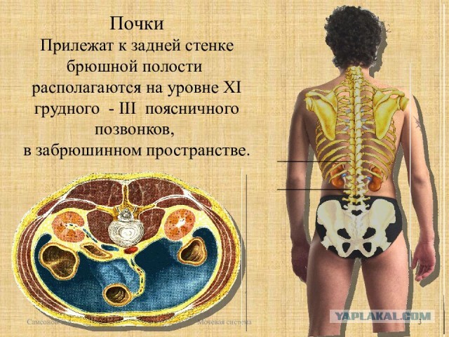 Никогда не хлопайте по спине футболиста - может сработать условный рефлекс