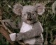 Коала получила в бубен