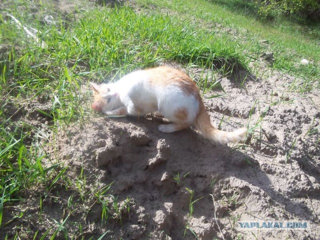Жизнь домашнего приюта для котеек 445