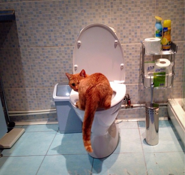 Много дел у кота на даче...