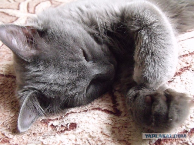 Котовторник 16.04.2013