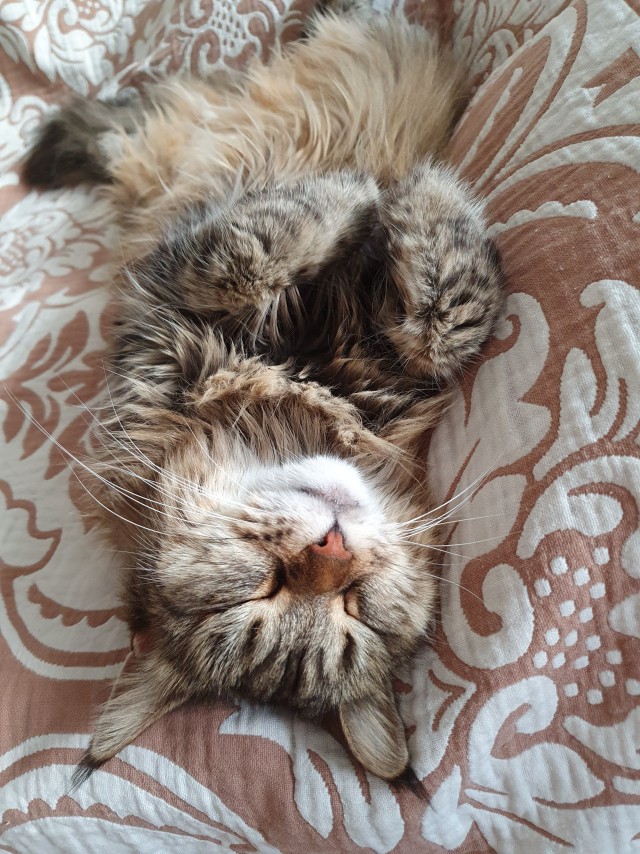 Не только котовторник, а еще и Всемирный день кошек!