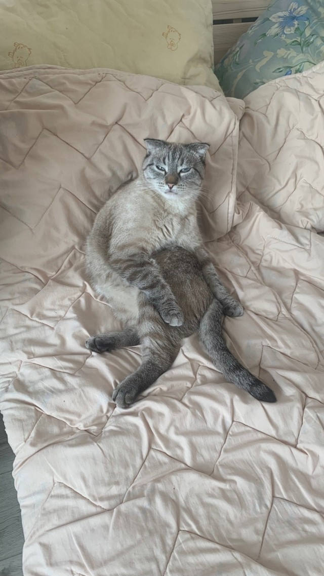 Кошачьи выкрутасы