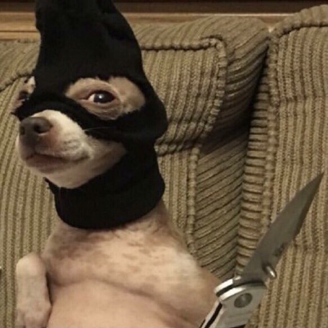 Batcat или catman