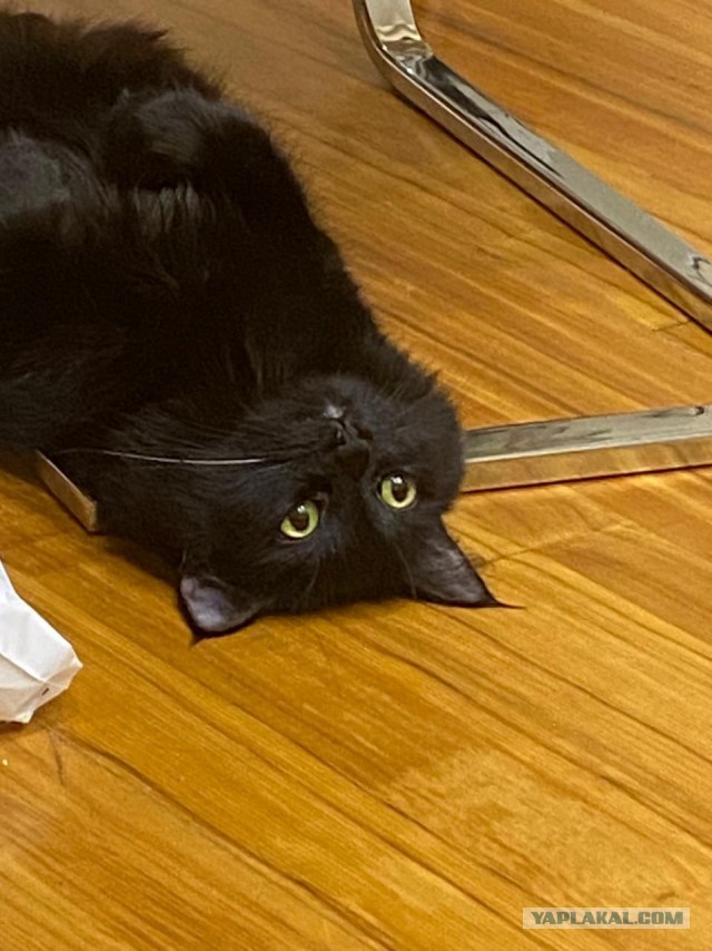Котовторник 7.11.23