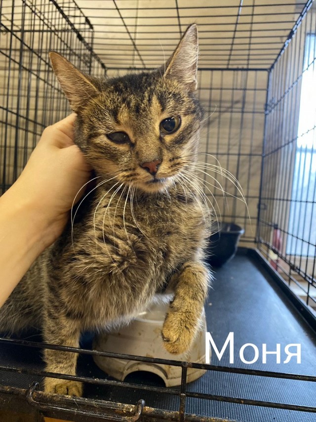 Жизнь домашнего приюта "Котоленд" 419