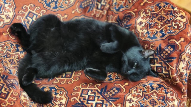 Мой котяра