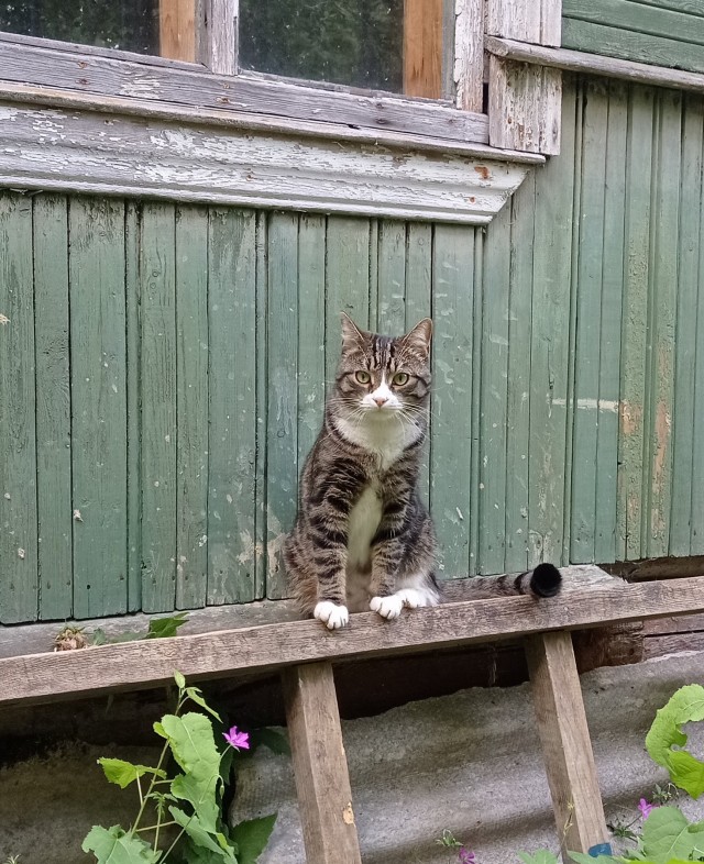 Котовторник