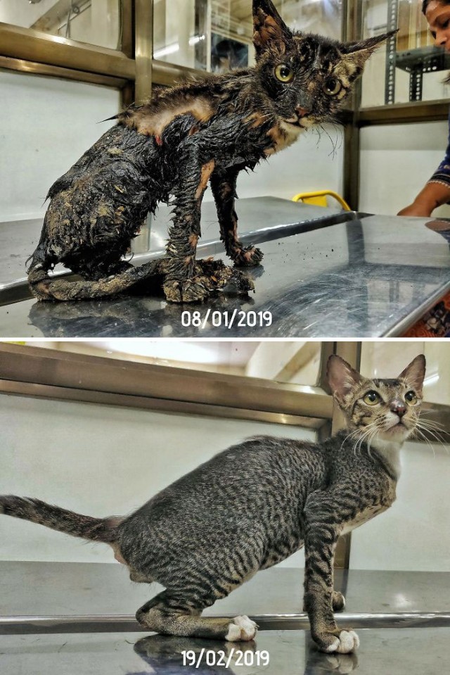 Подборка котов, нашедших свой дом