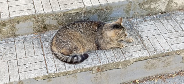 Южных котиков вам на радость