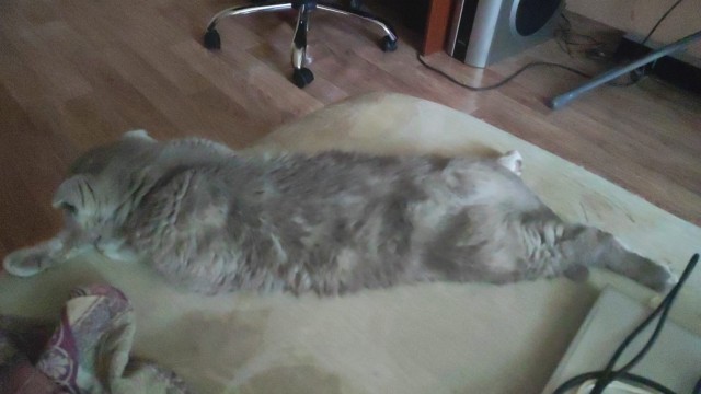 Котовтоник в картинках