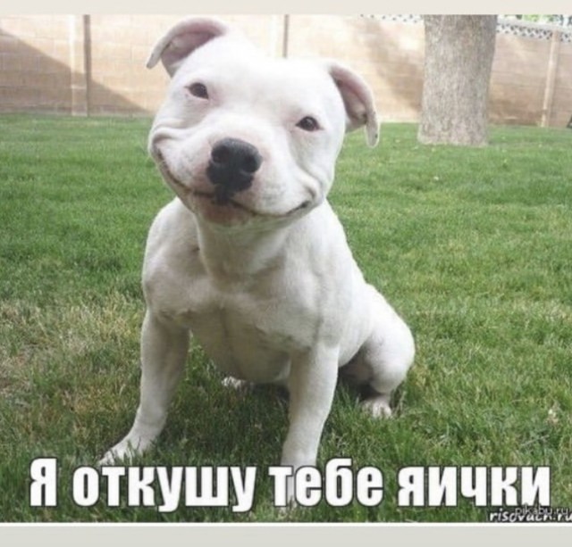 В России хотят создать реестр хозяев опасных домашних животных