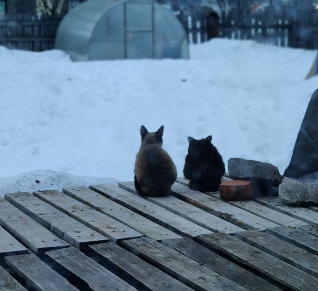 Жизнь домашнего приюта для котеек 537