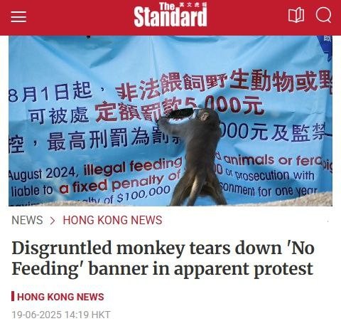 Недовольная обезьяна срывает баннер «Нет кормлению»