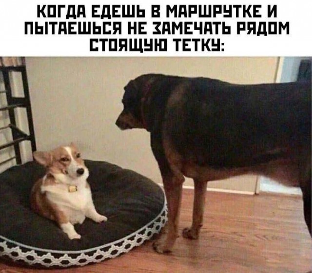 Немного картинкафф для настроения (баяны-перебаяны)