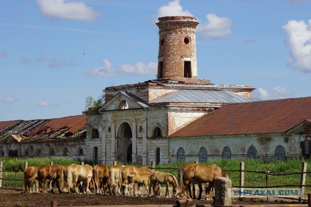 Власти прокомментировали ситуацию с лошадьми на Починковском конезаводе