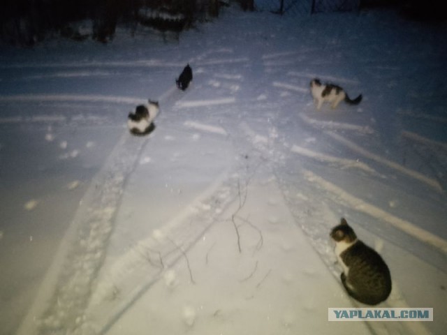 Жизнь домашнего приюта для котеек 568
