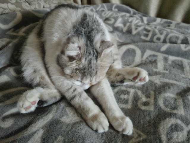 Мой кот