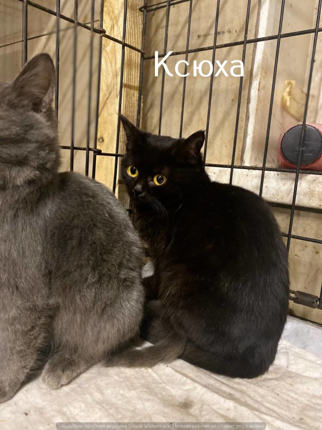 Жизнь домашнего приюта "Котоленд" 527