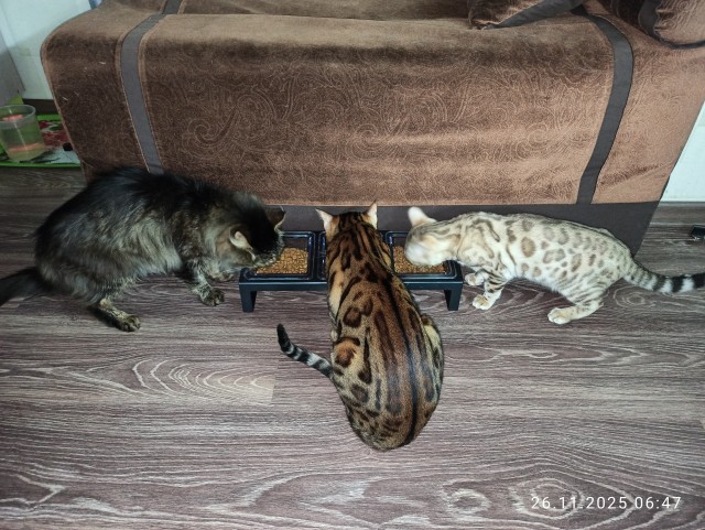 Котофторник жеж