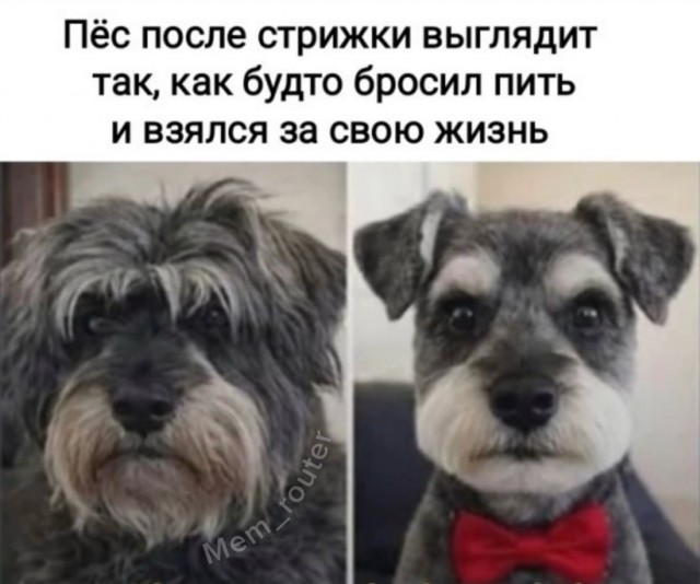 Веселые картинки в пятницу (06.03)