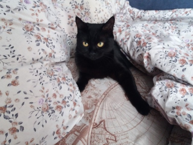 Котовторник.