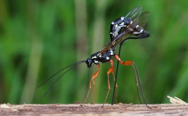 Осы: 5 пугающих видов. От маньяка-мясника до паразита в инжире