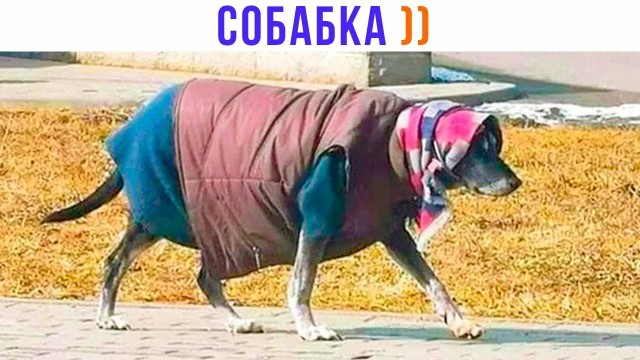 Была собака стала колобака