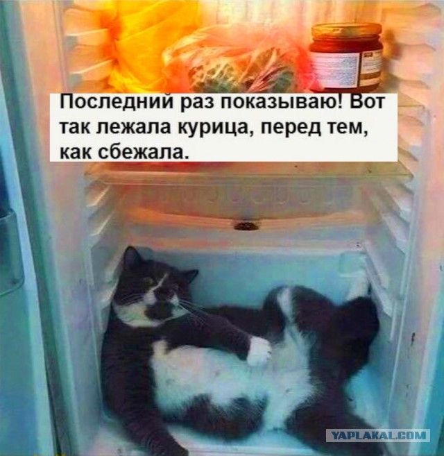 К котовторнику: подборка картинок-баянов с котиками и про котиков. Выпуск 43.