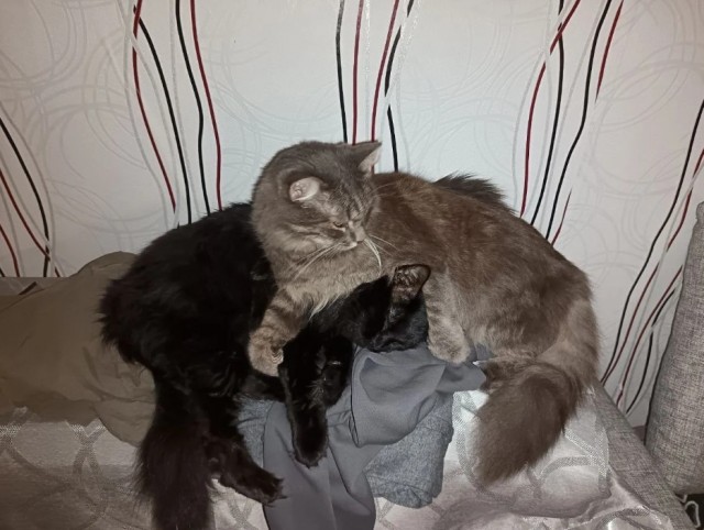 Котовторник Тимоноподобный