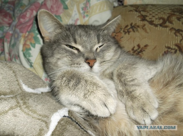 Котовторник 29.10.2013