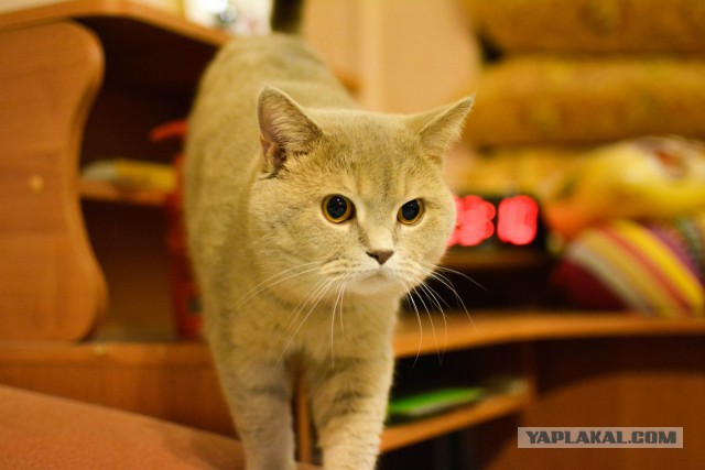 Котовторник  25.03.2014