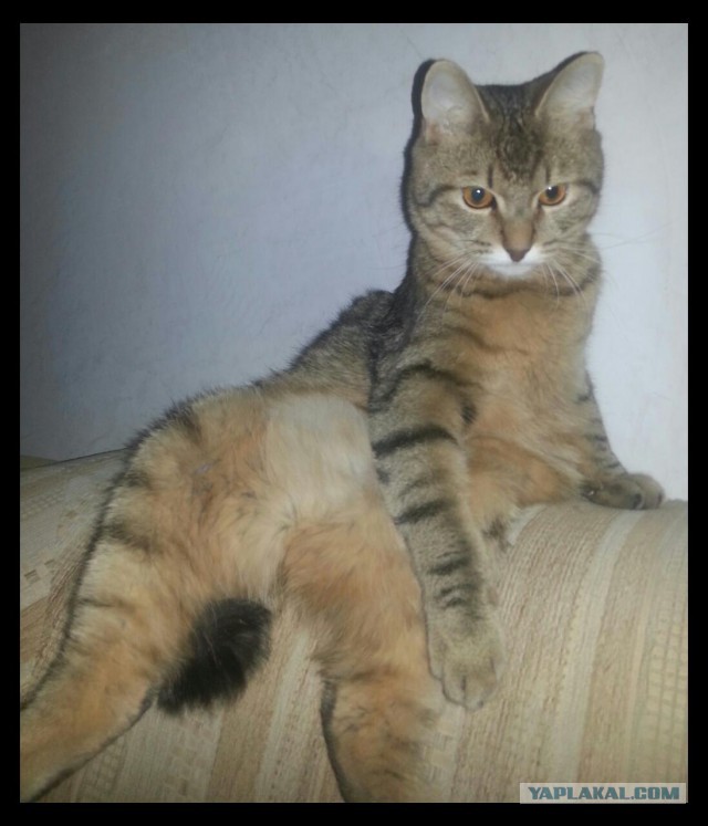 С Котовторником!