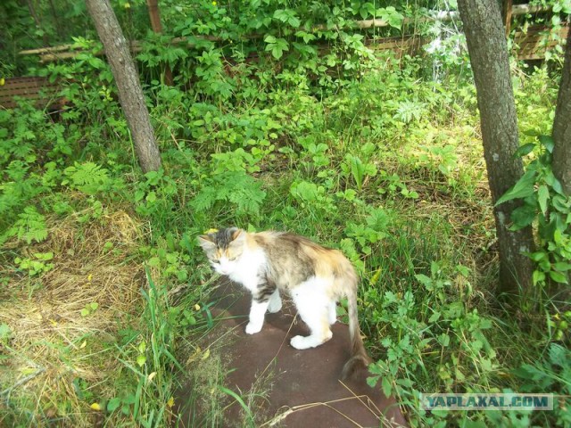 Жизнь домашнего приюта для котеек 16