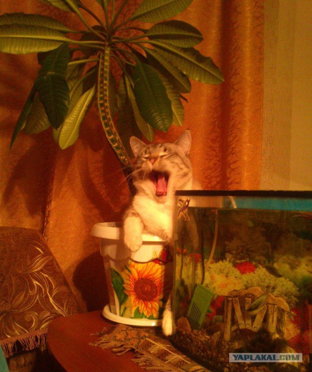 Коты, которые всегда рады помочь своему хозяину