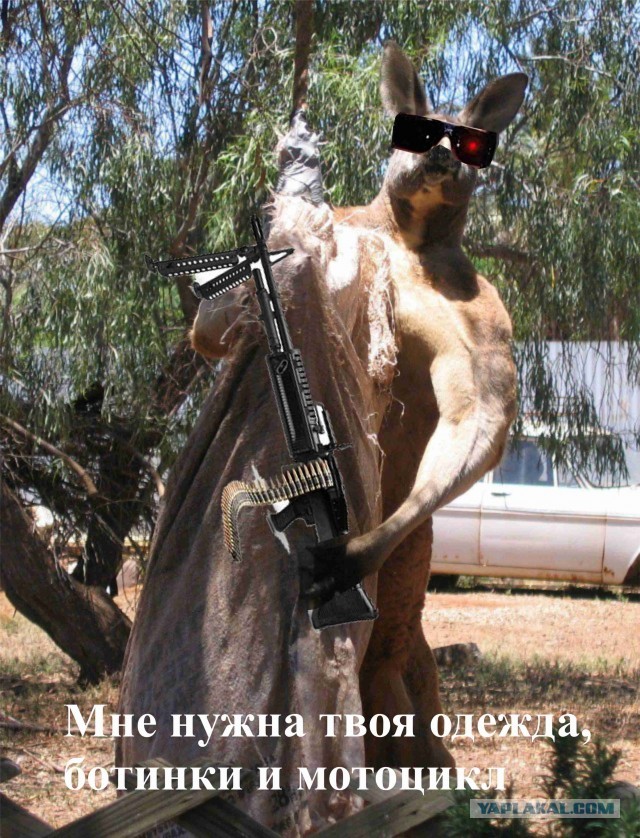 Кенгуру