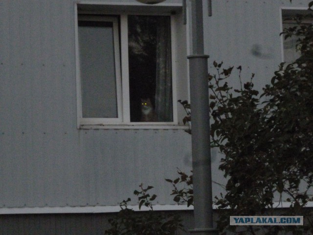 Котовторник 25.11.2014