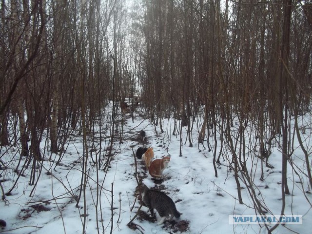 Жизнь домашнего приюта для котеек 49