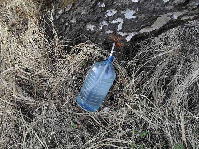 Сбор березового сока