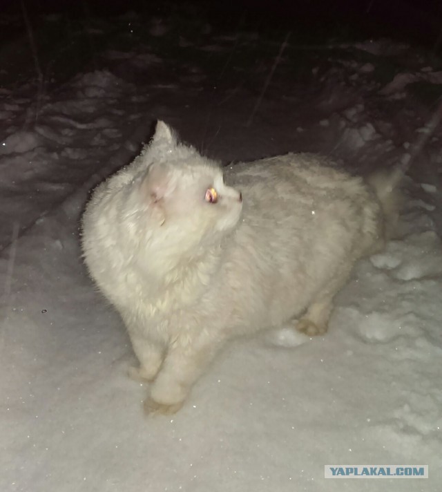 Котовторник