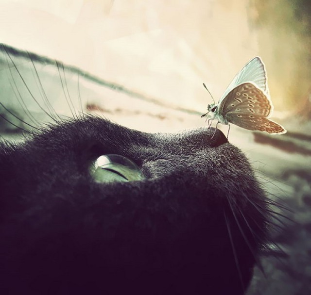 Котовторник 16.06.2015., Котовторник наступил!